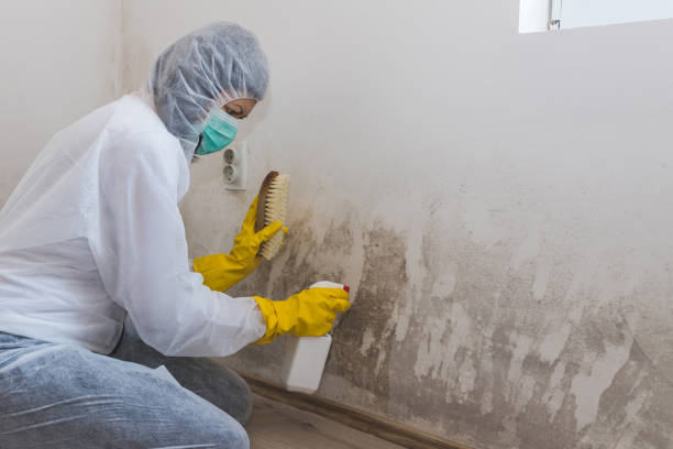 Best Basement Mold Remediation in Whitley City, KY